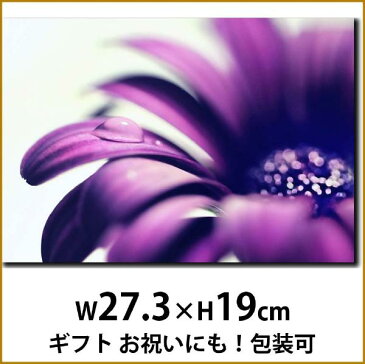 壁掛けアート アートパネル 風景画 フォトグラファー y2-hiro 写真 P3 紫の花 水滴 マクロ 植物 自然 母の日 花 ギフト インテリア雑貨 キャンバスジグレー版画