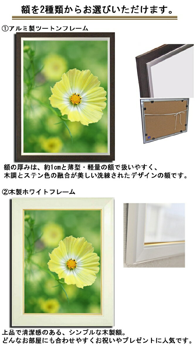 品質保証 人気壁掛けアート アートパネル 風景画 フォトグラファー Y2 Hiro 写真 額縁付き コスモス 秋桜 植物 緑 黄色 自然 母の日 花 ギフト インテリア雑貨 キャンバスジグレー版画 エアルトアート 品質保証 人気壁掛けアート アートパネル 風景画 フォトグラファー Y2 Hiro 写真 額縁付き コスモス 秋桜 植物 緑 黄色 自然 母の日 花 ギフト インテリア雑貨 キャンバスジグレー版画 エアルトアート