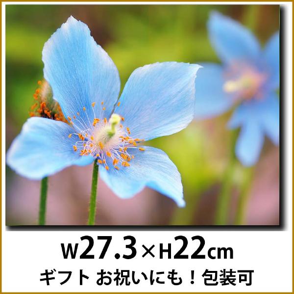 ケシ ブルー 壁掛けキャンバスアート 春 夏 秋 花 植物 自然 緑 グリーン 日本 ギフト 母の日 プレゼント ファブリックアート ファブリックパネル インテ...
