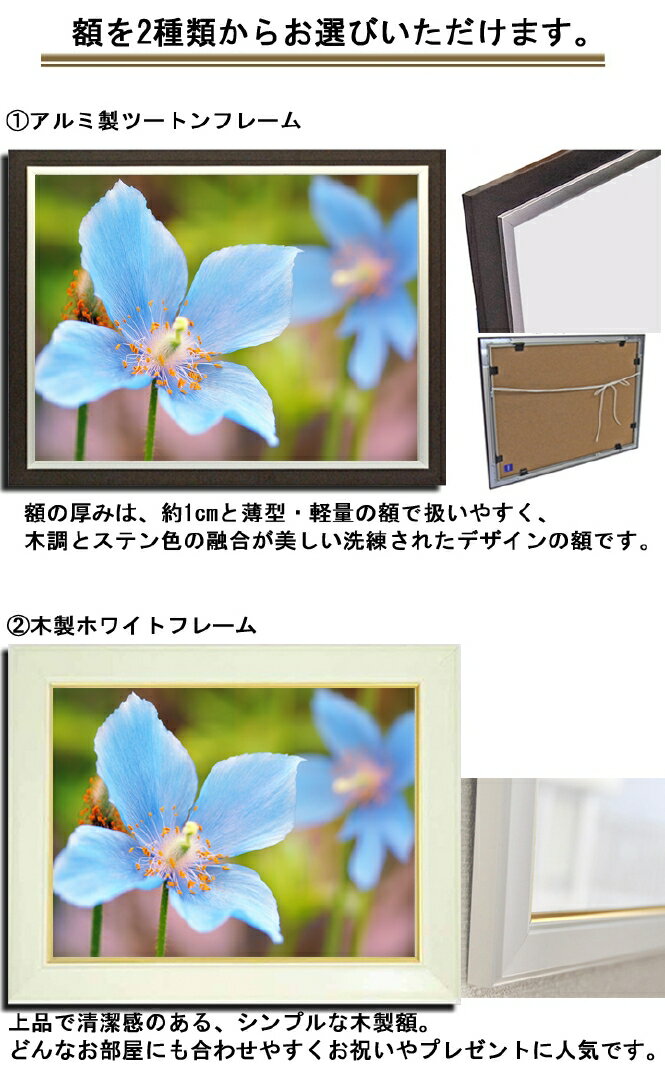 壁掛けアート アートパネル 風景画 フォトグラファー Y2 Hiro 写真 額縁付き 青いケシ 植物 青 緑 自然 母の日 花 ギフト インテリア雑貨 キャンバスジグレー版画 エアルトアート 壁掛けアート アートパネル 風景画 フォトグラファー Y2 Hiro 写真 額縁付き 青いケシ 植物 青 緑 自然 母の日 花 ギフト インテリア雑貨 キャンバスジグレー版画 エアルトアート