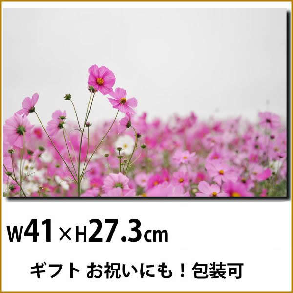 壁掛けアート アートパネル 風景画 フォトグラファー y2-hiro 写真 P6 コスモス 秋桜 植物 緑 ピンク 自然 秋 母の日 花 ギフト インテリア雑貨 キャンバスジグレー版画