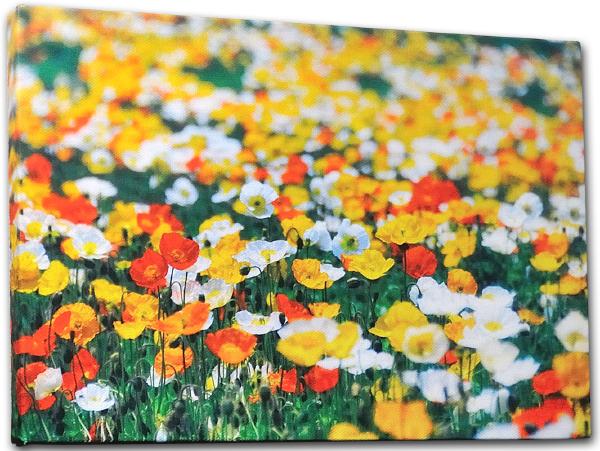 壁掛けアート アートパネル 風景画 写真 P3 ポピー 花畑 植物 オレンジ 黄 白 自然 母の日 花 ギフト インテリア雑貨 キャンバスジグレー版画