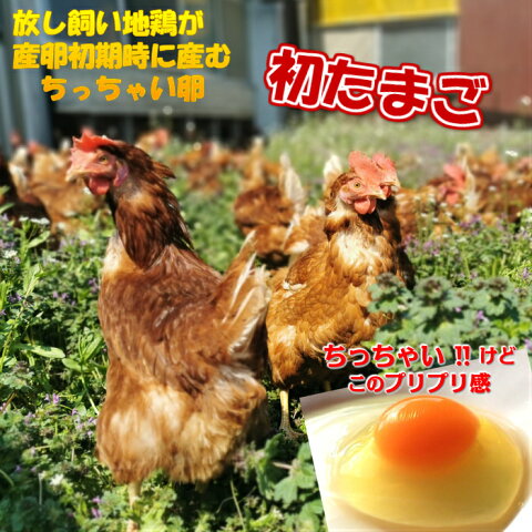 卵　たまご　産地直送　放し飼い卵　初卵　180個入 生食用卵　九州産福岡県産　自然卵　送料無料　破損補償