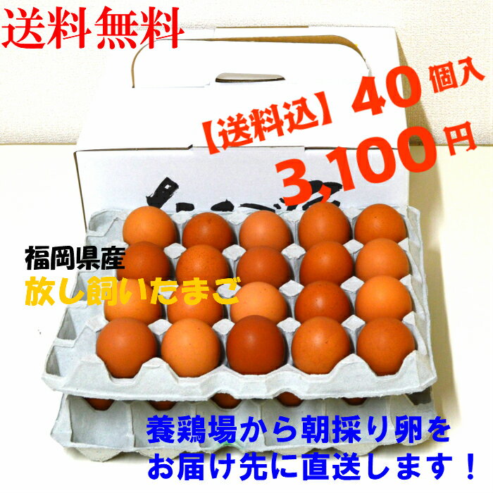 送料無料　卵　たまご　産地直送　放し飼い卵　40個入 生食用卵　九州産福岡県産　自然卵