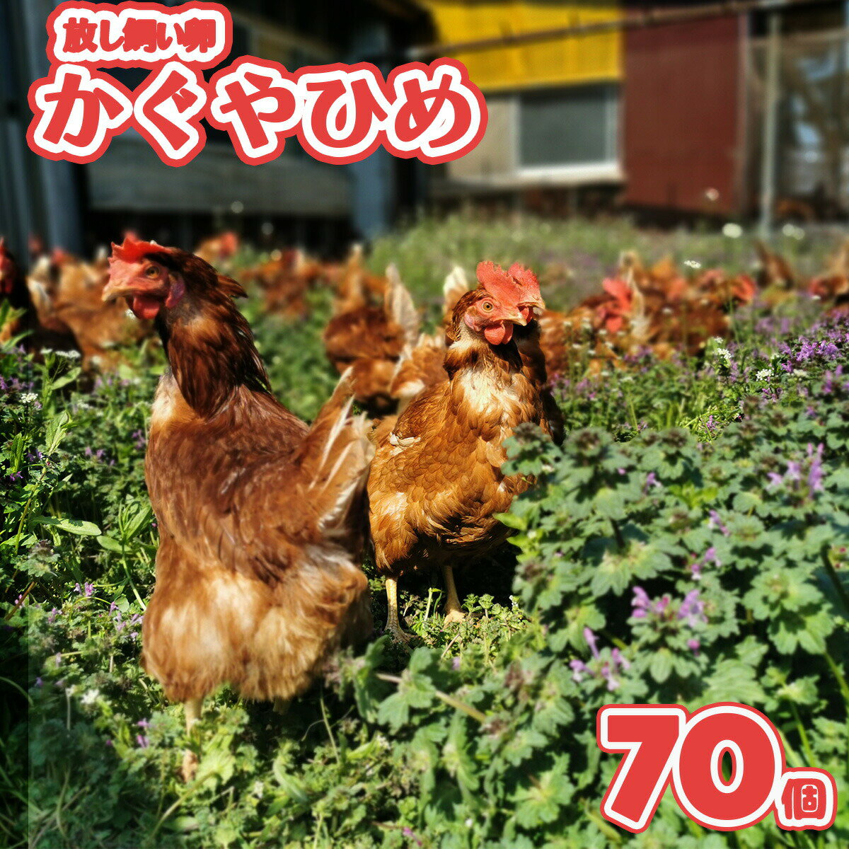 放し飼い卵 かぐやひめ 70個+補償 送料無料 生食用卵 産地直送 九州産福岡県産 お中元 お歳暮 自然卵 破損補償入りのサムネイル