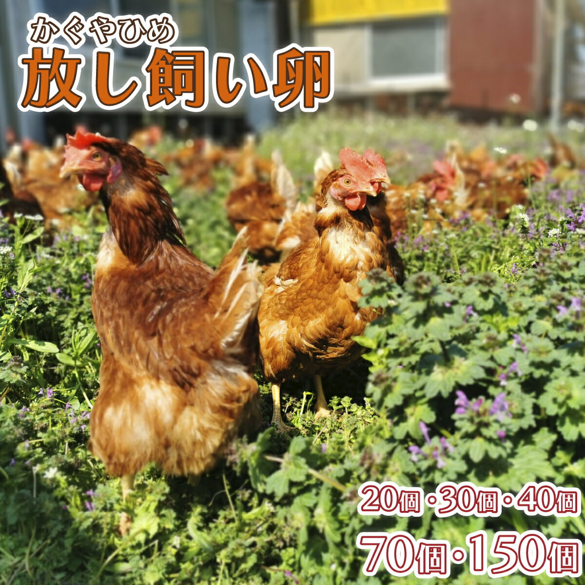 放し飼い卵 かぐやひめ 20個・30個・40個・70個・150個 送料無料 産地直送 生食用卵 九州産福岡県産 お..