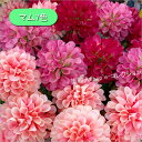 ★新生活応援売り尽くしSALE開催中!★ マム 7色 造花 かわいい 花材 材料 アレンジ ボールブーケ 和 菊 インテリアフラワー フェイクフラワー インテリ...