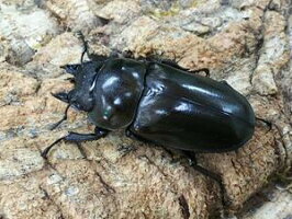 ローゼンベルグオウゴンオニジャワ島Mt.ハリムン産♀51mm