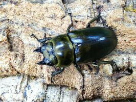 ローゼンベルグオウゴンオニジャワ島Mt.ハリムン産♀50mm