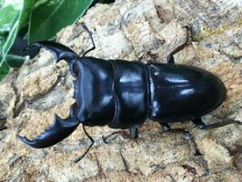 スマトラヒラタクワガタススマトラ島アチェ州ラウセル産WD♂60mmUp