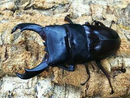 キングテイオウヒラタクワガタ(フィリピンヒラタ)南カマリネスMt.イサロン産WF2♂90mm