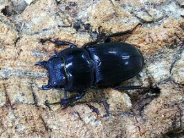 キングテイオウヒラタクワガタ(フィリピンヒラタ)南カマリネスMt.イサロン産WF2♀Freem