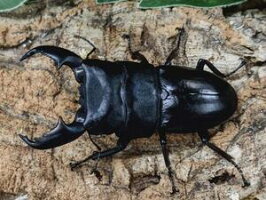 マトラヒラタクワガタスマトラ島ベンクール産WD内歯下がり♂85mmUp