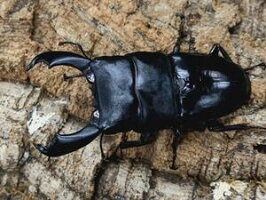マトラヒラタクワガタスマトラ島ベンクール産WD内歯上がり♂85mmUp