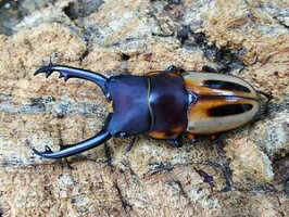 ラテラリスノコギリクワガタ亜種マイリン南カマリネスMt.イサロン産WF2♂47mm