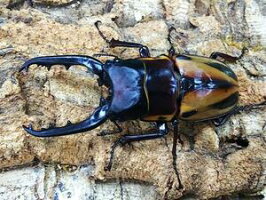 ファブリースノコギリ亜種タカクワイタリアブ島CBF1♂81mm