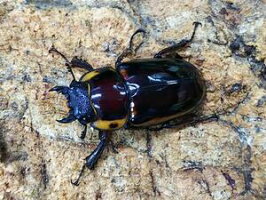 ファブリースノコギリ亜種タカクワイタリアブ島CBF1♀Freemm
