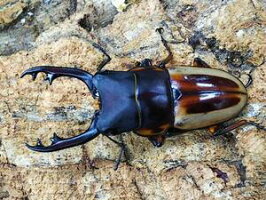 ラテラリスノコギリクワガタ亜種マイリン南カマリネスMt.イサロン産WF2♂51mm