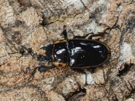 ファブリースノコギリ亜種タカクワイタリアブ島CB♀Freemm