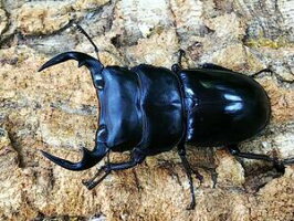アンタエウスオオクワガタタイ・チェンライ県ウイアンパパウ産WD♂68mm