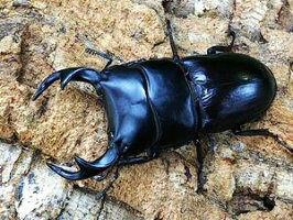 クルビデンスオオクワガタタイ・チェンライ県ウイアンパパウ産WD♂69mm