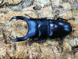 パリーオオクワガタスマトラ島アチェ州ラウセル産WD♂64mm