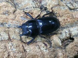 オキナワヒラタクワガタ沖縄県国頭村産WD♀Freemm