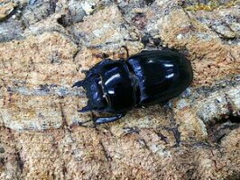 サキシマヒラタクワガタ石垣島産CB♀Freemm