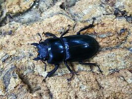 本土ヒラタクワガタ和歌山県有田市産WF1♀Freemm