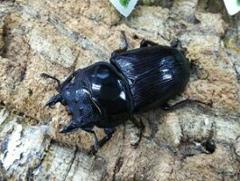 国産オオクワガタ福岡県久留米市産CB♀50mm