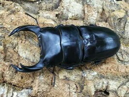 国産オオクワガタ兵庫県川西市産CB♂79mm