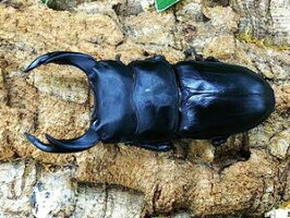 国産オオクワガタ香川県綾歌郡綾川町牛川産WF2♂77mm
