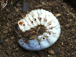 エレファスゾウカブト幼虫メキシコ・カテマコ産CB3齢ペア2