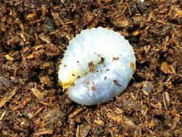 パチェコヒメゾウカブト幼虫メキシコ・ソノラ産CBプリンカップ入り