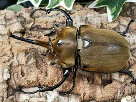エレファスゾウカブトメキシコ・カテマコ産CB♂122mm