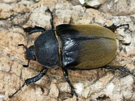 エレファスゾウカブトメキシコ・カテマコ産CB♀Freemm