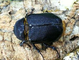 ネプチューンオオカブトコロンビア・サンタンデール産CB♀Freemm