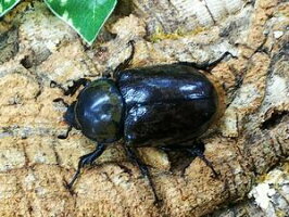グラントシロカブトアメリカ・アリゾナ州産CB♀Freemm