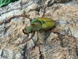 マインドロンカブトハナムグリスマトラ島ベンクール産WD♂Freemm