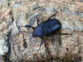 マインドロンカブトハナムグリスマトラ島ベンクール産WD♀Freemm