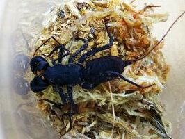 タイワンサソリモドキ沖縄県西表島竹富町産WD♂♀不明Freemm