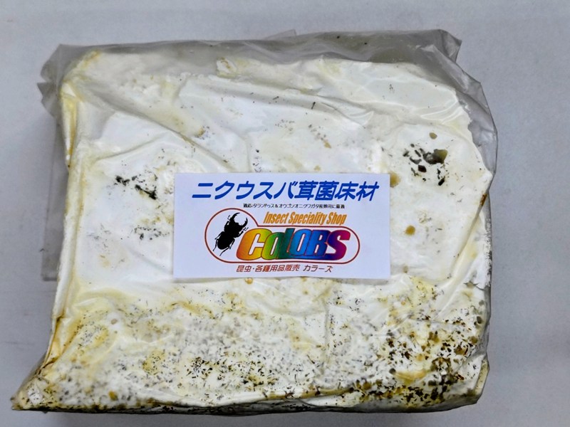 国産オオクワガタをはじめとするドルクス系・タランドゥスオオツヤクワガタやオウゴンオニクワガタ等の産卵用に最適。 セットする時は皮を剥いて加水せずにご使用下さい。 規格　Lサイズ1本入り