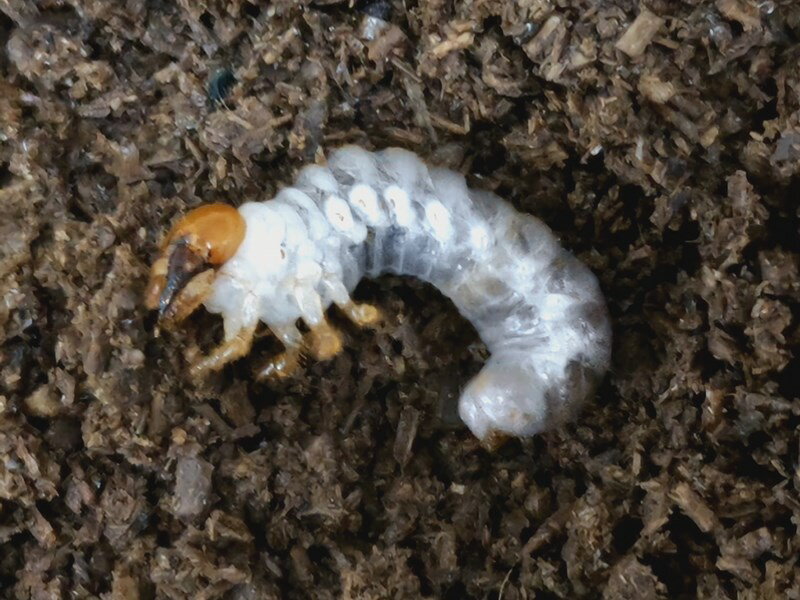 アクベシアヌスミヤマクワガタ幼虫 トルコ産