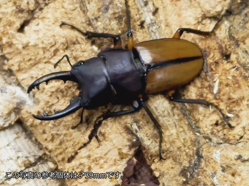 ブルイジンノコギリクワガタ(スラウェシ島亜種)成虫 インドネシア スラウェシ島パロロ・パル産 ペア