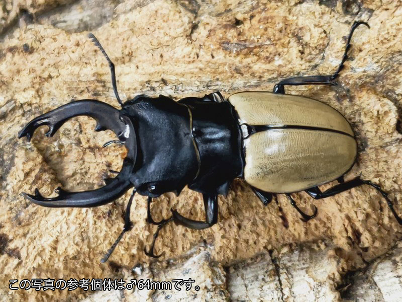 モウホツヤクワガタ(亜種エレガンス)成虫 タイ ドイサケット産 ペア