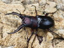 クチノエラブノコギリクワガタ成虫 日本 口永良部島向江浜林道産 ペア