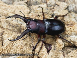 クチノエラブノコギリクワガタ成虫 日本 口永良部島向江浜林道産 ペア