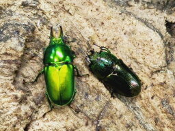 インスラリスキンイロクワガタ成虫 ロードハウ島 産 ペア