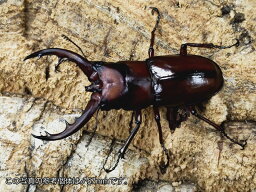 トカラノコギリクワガタ成虫 トカラ列島 諏訪之瀬島産 ペア