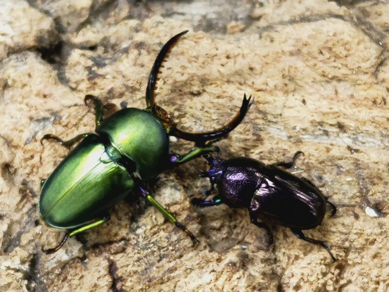 パプアキンイロクワガタ成虫 インドネシア イリアン・ワメナ産 ペア